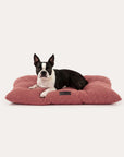 dog laying on dusty pink Boucle Dog Pillow bed on white background