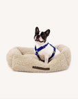 French bulldog sitting on Beige Le Noof's Premium Teddy Dog Sofa Bolster Bed on white background