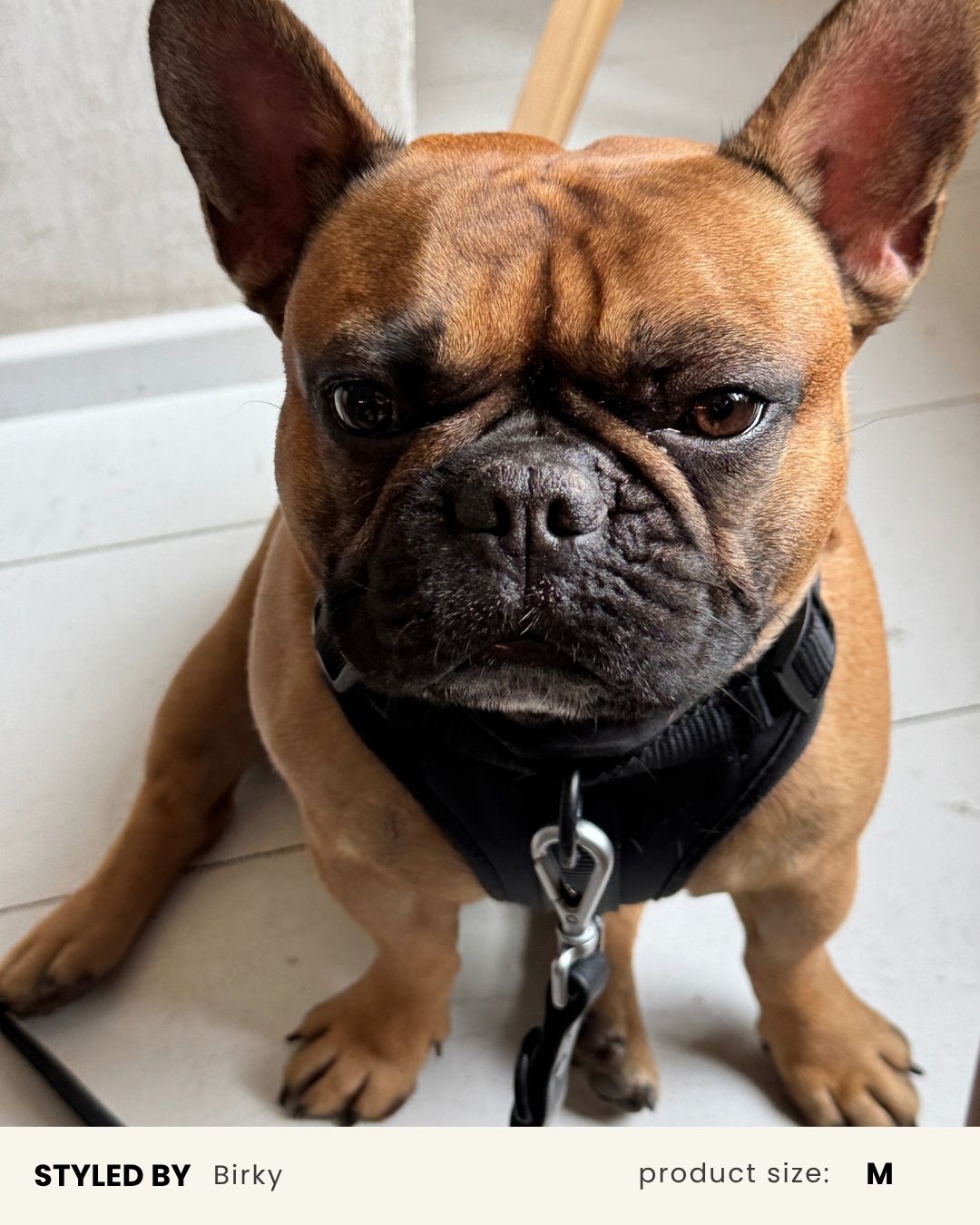 Black Adjustable No-Pull Dog Harness