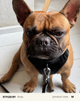 Black Adjustable No-Pull Dog Harness