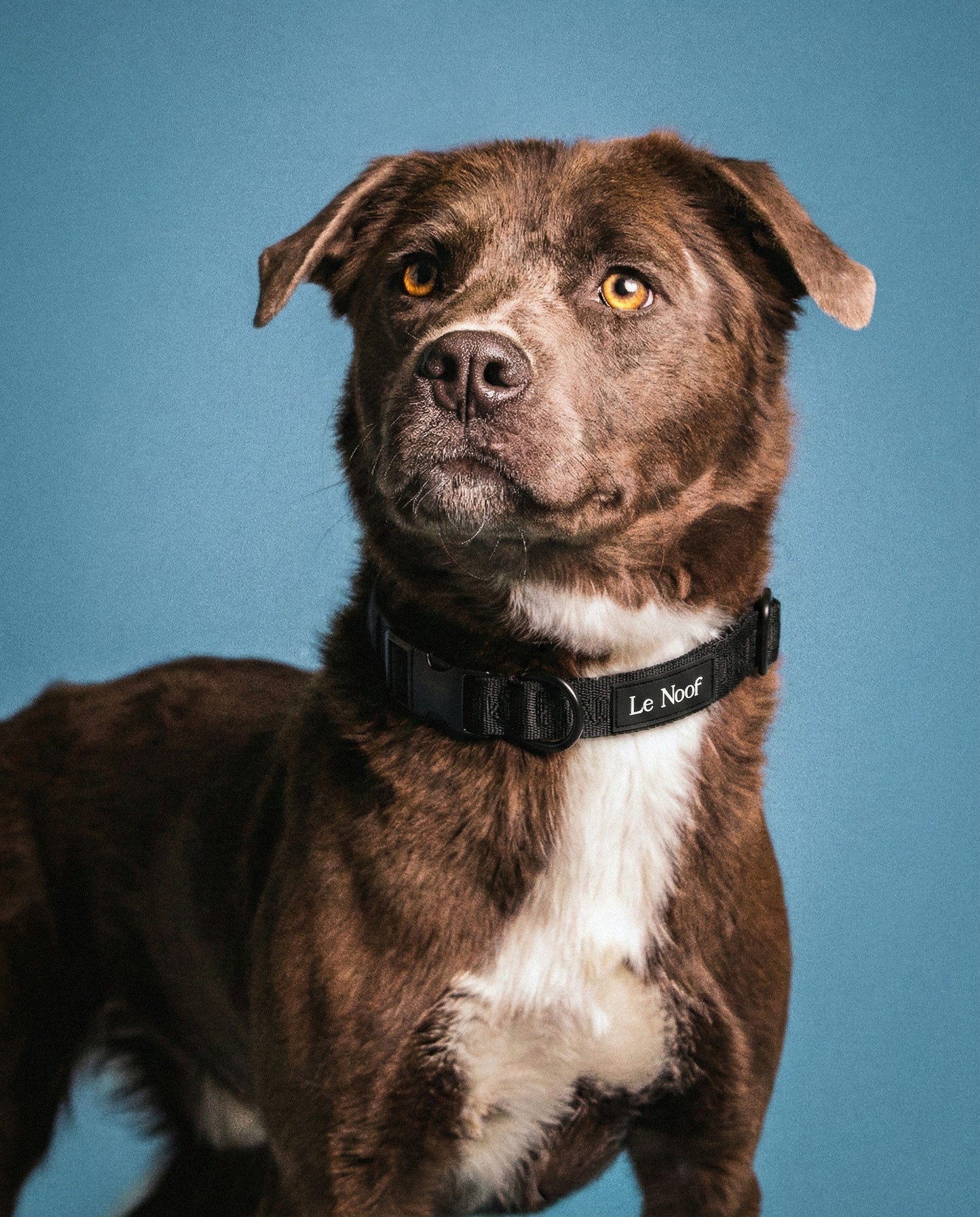 Black Jacquard Dog Collar – Le Noof