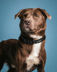 Black Jacquard Dog Collar