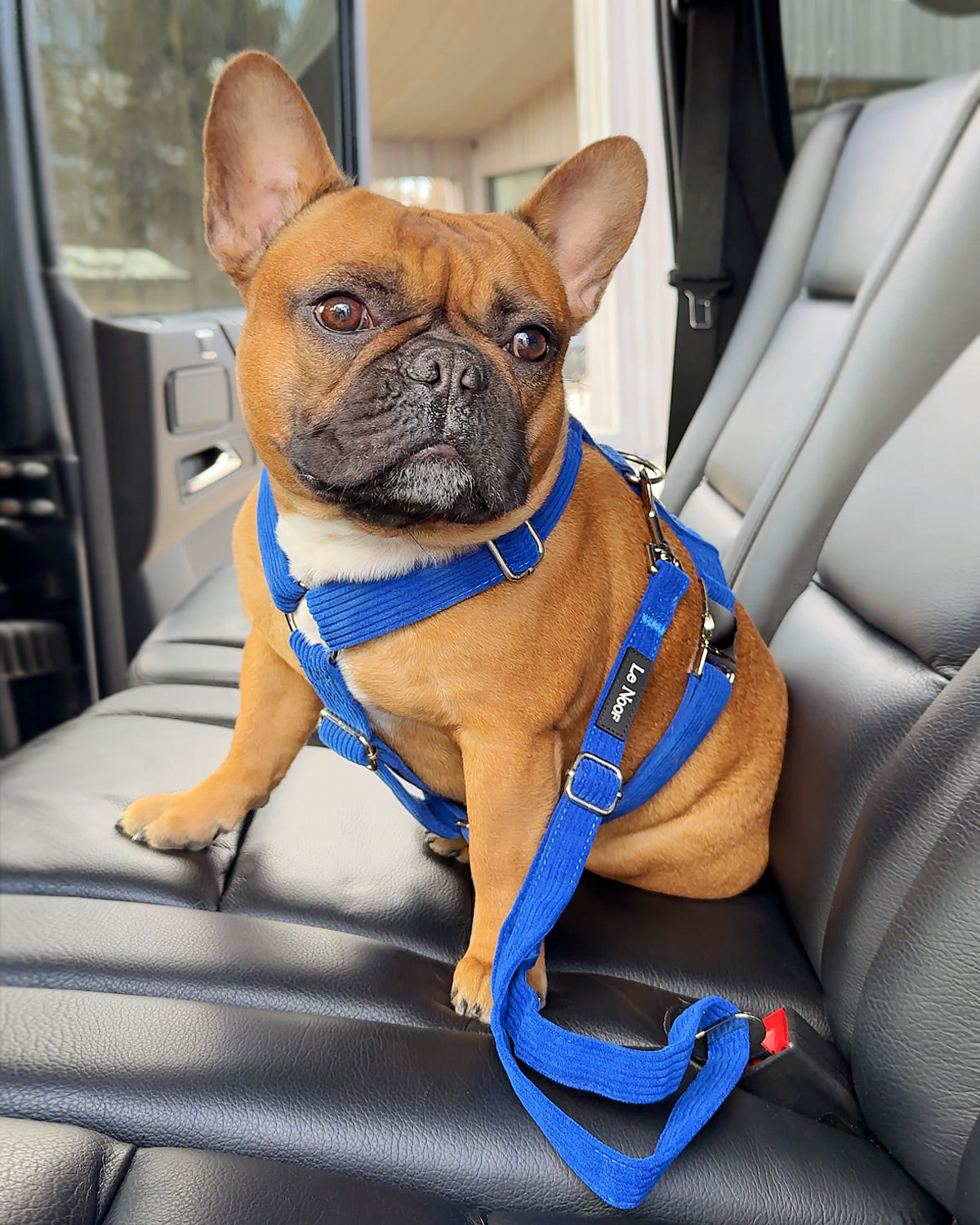 Blue corduroy dog seatbelt, Le Noof