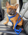 Blue corduroy dog seatbelt, Le Noof