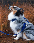 Blue corduroy dog walk set with harness and leash