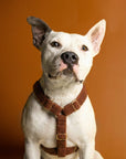 Brown cosy teddy step-in dog harness, Le Noof
