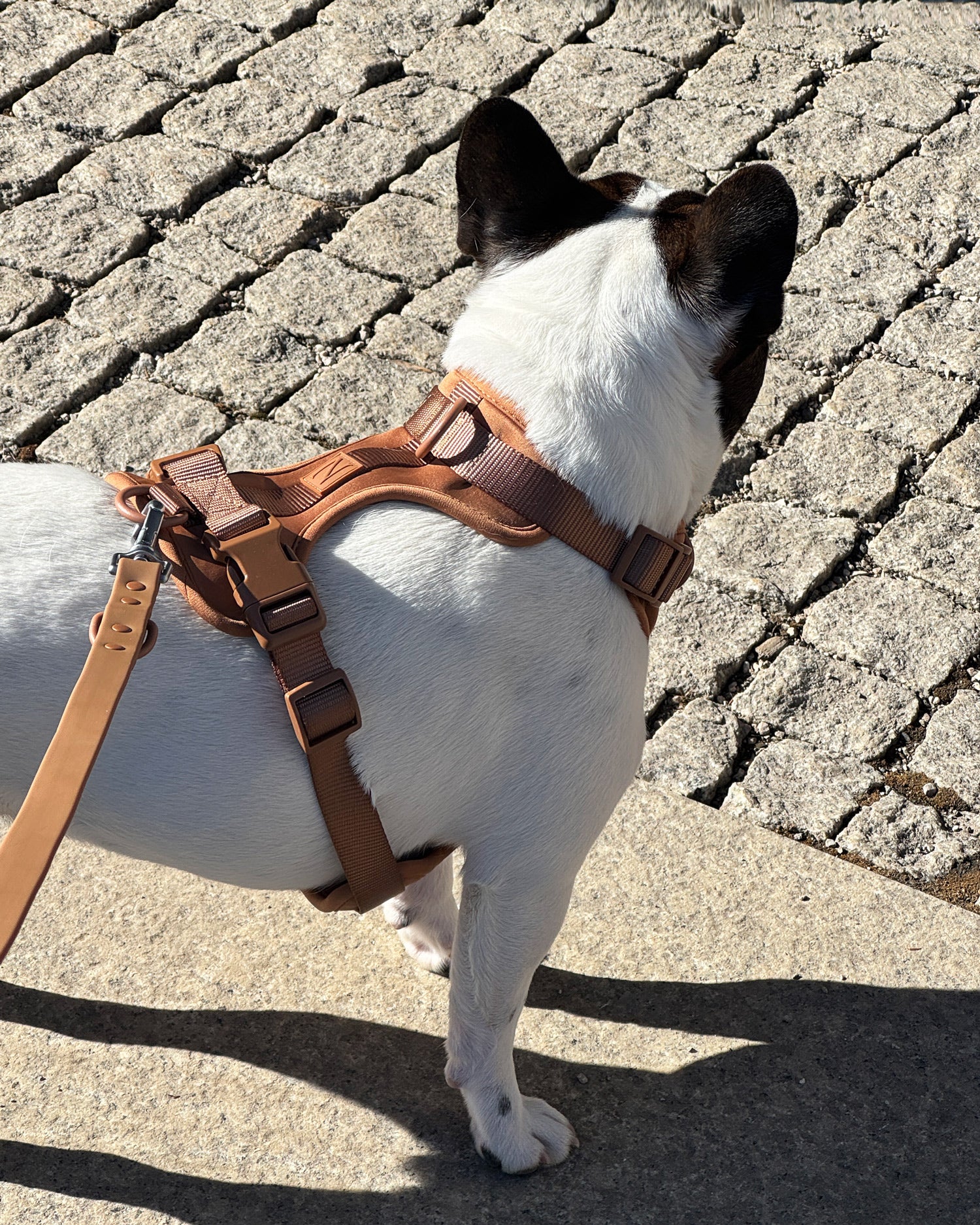 Brown adjustable no-pull dog harness, Le Noof