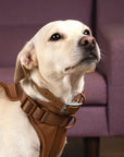 Brown Waterproof Dog Collar
