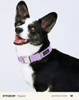 Lavender Corduroy Dog Collar