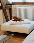 dog sleeping on cream white Boucle Dog Pillow bed on white couch