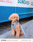 Light Blue Denim No-Pull Dog Harness