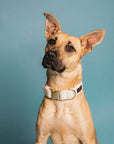 Brown dog wearing Le Noof cream white teddy dog collar