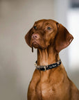 Brown dog wearing Le Noof's brown checkered dog collar with metal buckle