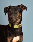 Black dog wearing Kelly green dog teddy collar