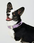 Black dog wearing Purple Lavender corduroy dog collar by Le Noof