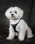 White dog wearing Le Noof's dark washed denim vest harness