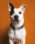 Blue plaid dog collar worn by white dog on orange background