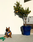 Blue Corduroy Step-In Dog Harness