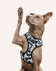 Modern Geometric Print Dog Harness