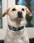 Light Blue Denim Dog Collar