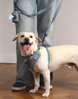 Light Blue Denim Dog Harness