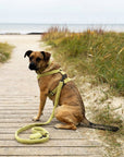 Light Green Teddy Step-In Dog Harness