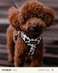 Mix & Match Dog Harness Set