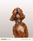 Mix & Match Dog Collar Set