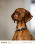 Brown Checkered Dog Collar