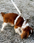 Cream white teddy dog harness and leash, Le Noof