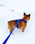 Blue Corduroy Dog Leash