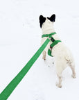 Kelly green corduroy dog leash and harness, Le Noof