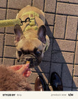Light Green Teddy Step-In Dog Harness