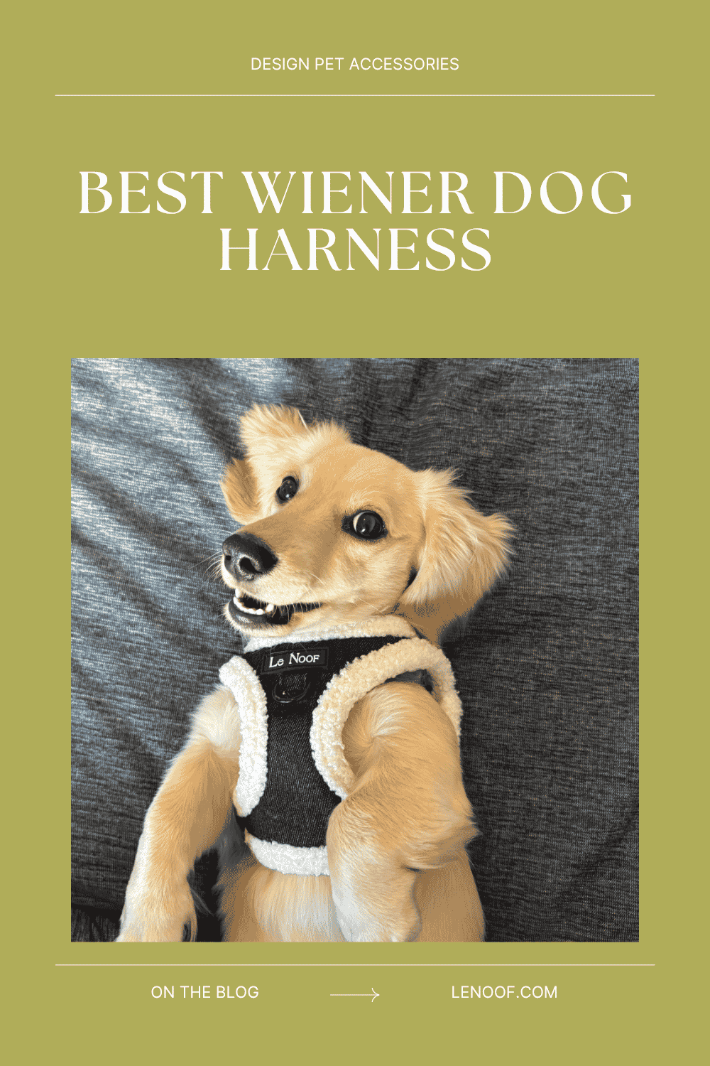 Best Wiener Dog Harness - blog post cover by Le Noof