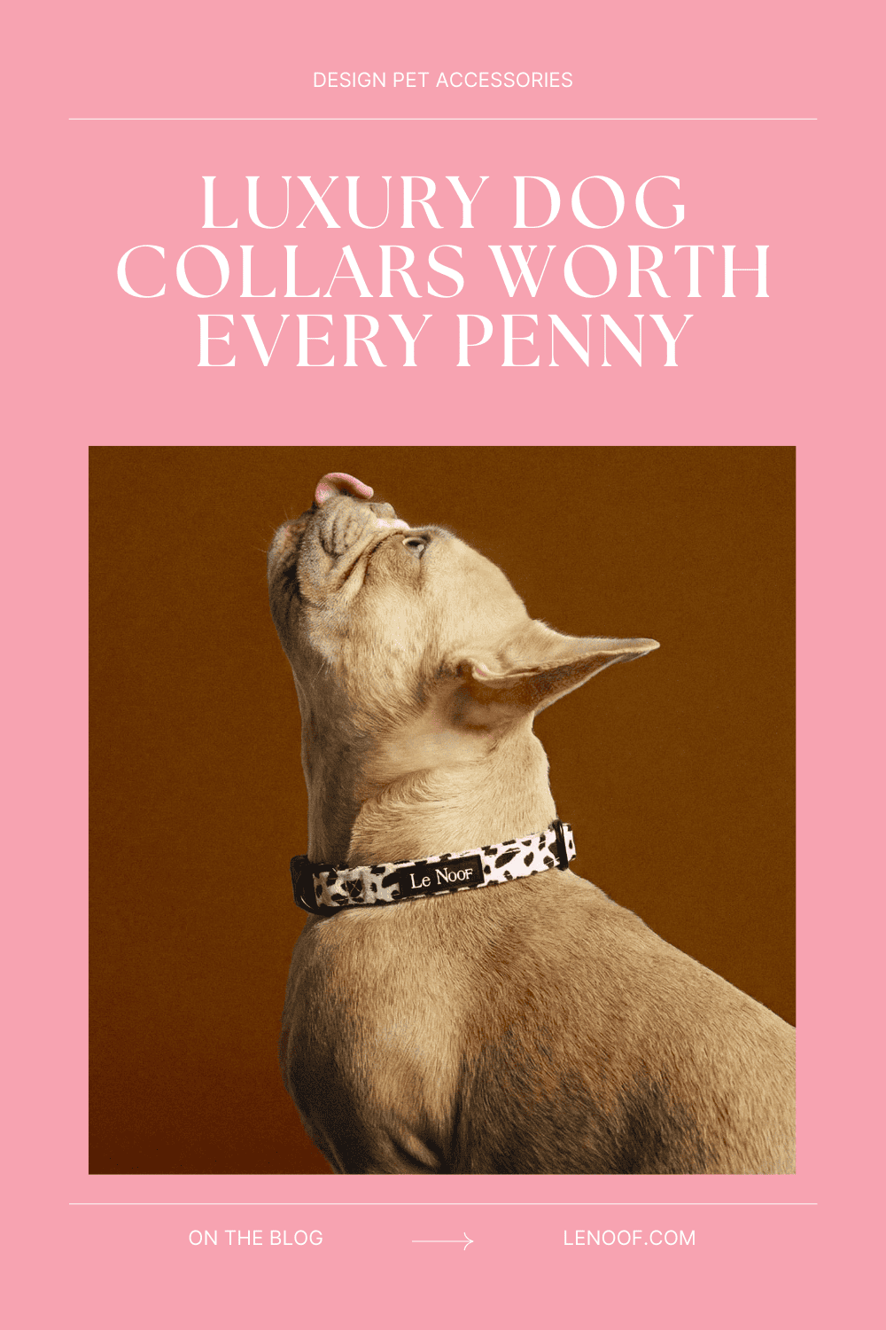 Luxury Dog Collars Worth Every Penny - Le Noof blog cover