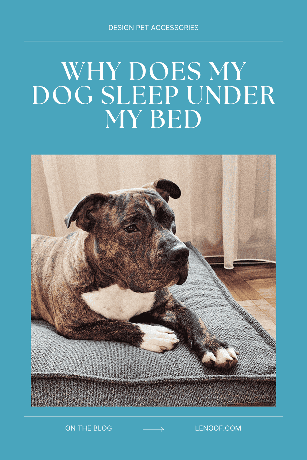 Why Does My Dog Sleep Under My Bed - blog post cover from Le Noof