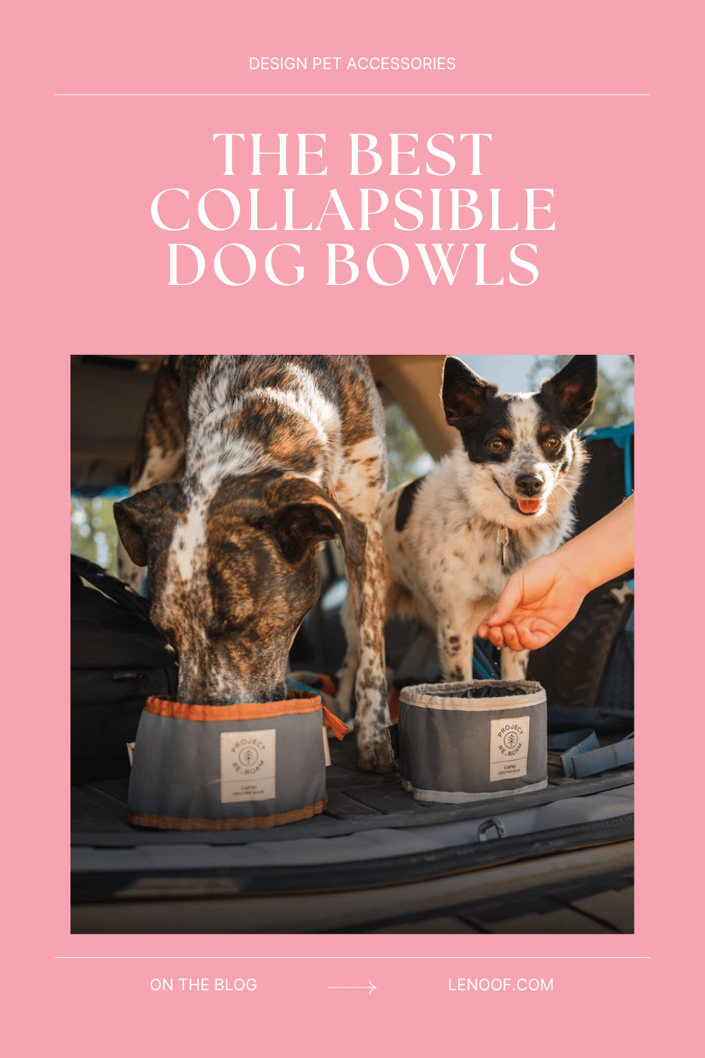 the best collapsible dog bowls le noof