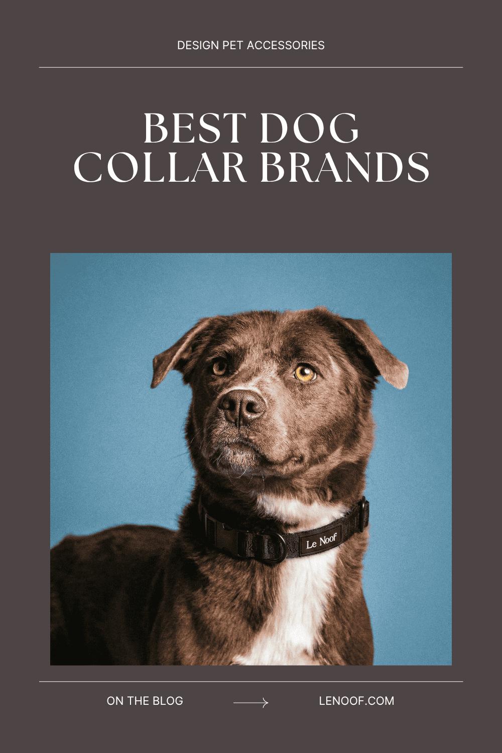 Best dog collar brands - blog post cover made by Le Noof