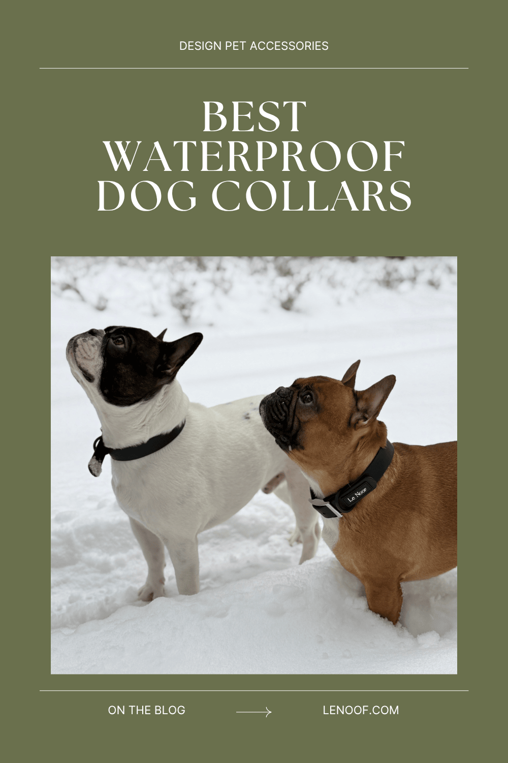Best waterproof dog collars - blog post cover photo by Le Noof