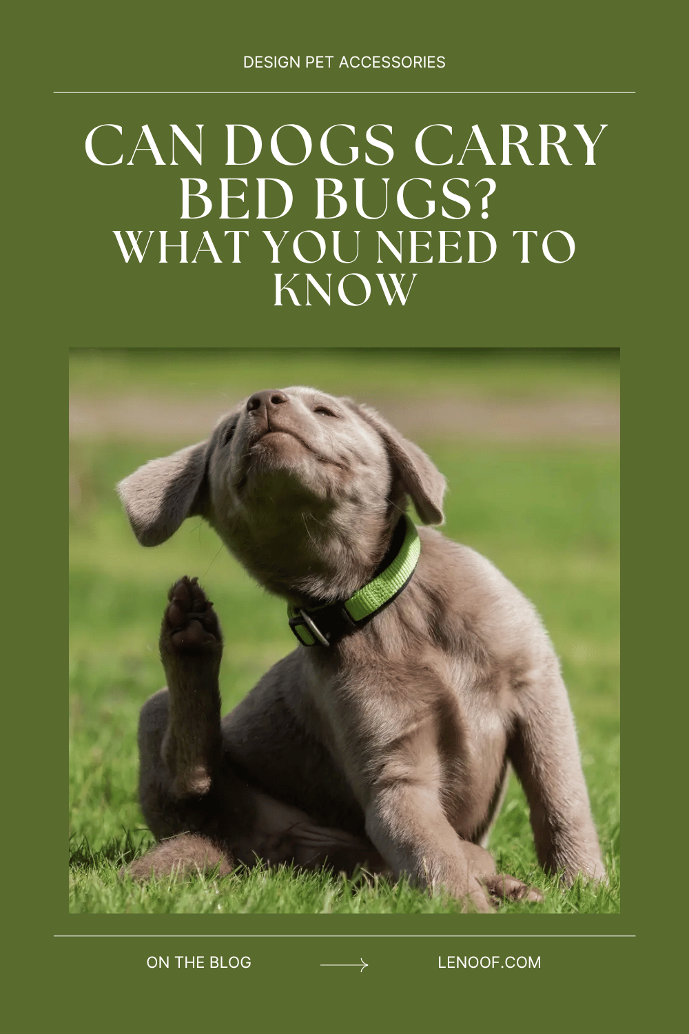 can dogs carry bed bugs blog post by le noof
