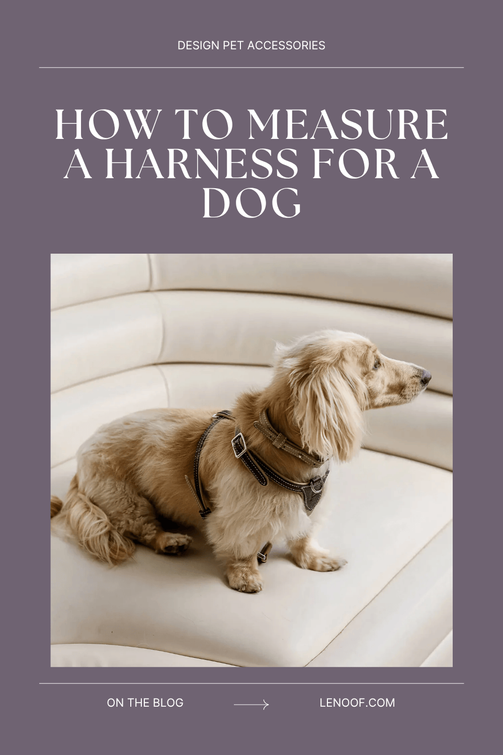 how to measure a harness for a dog blog post cover by le noof