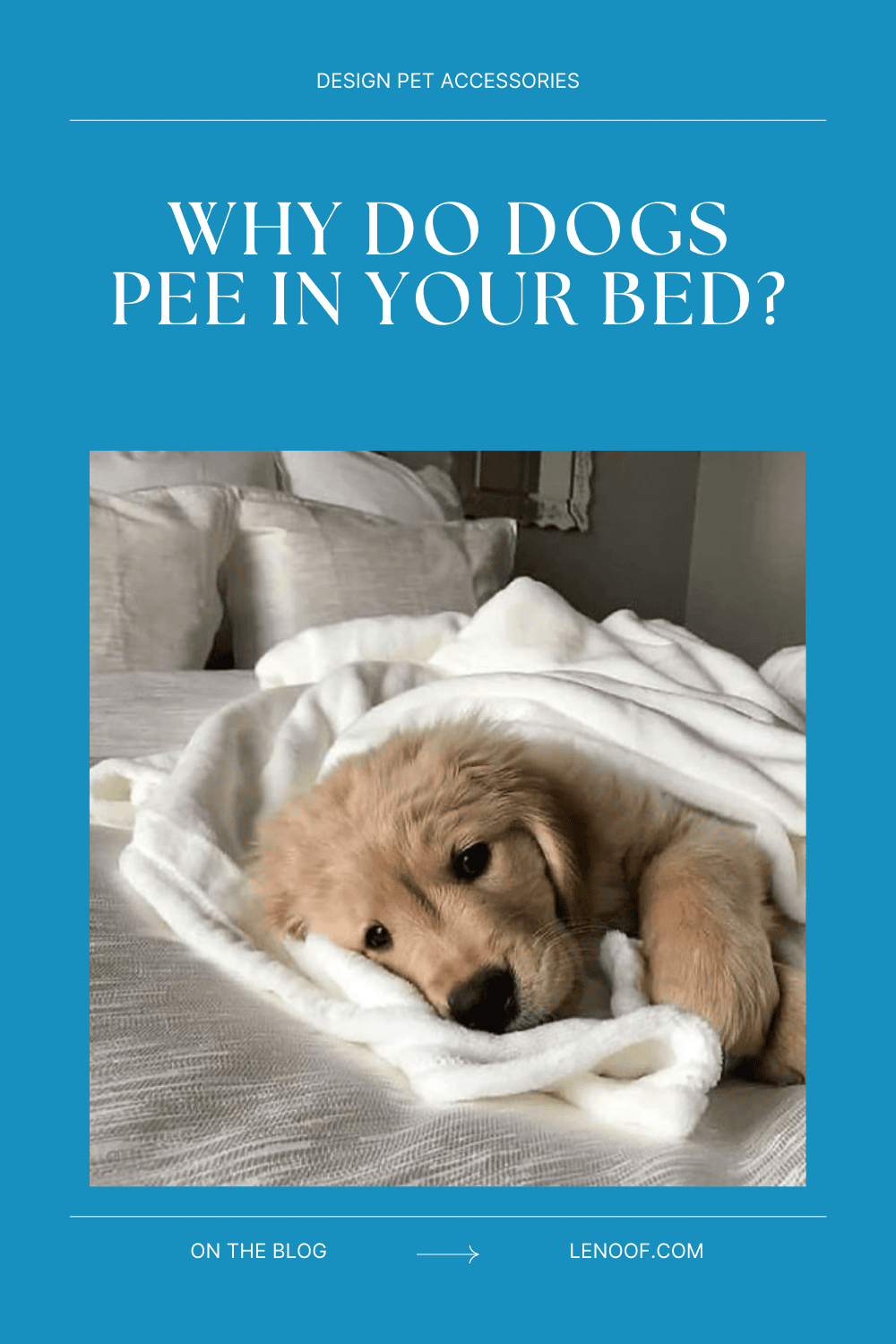 Why do dogs pee in my bed, blog post cover by Le Noof