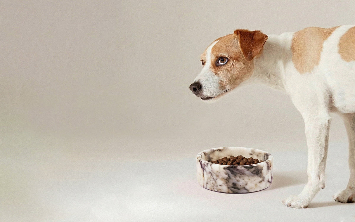 Dog Bowls