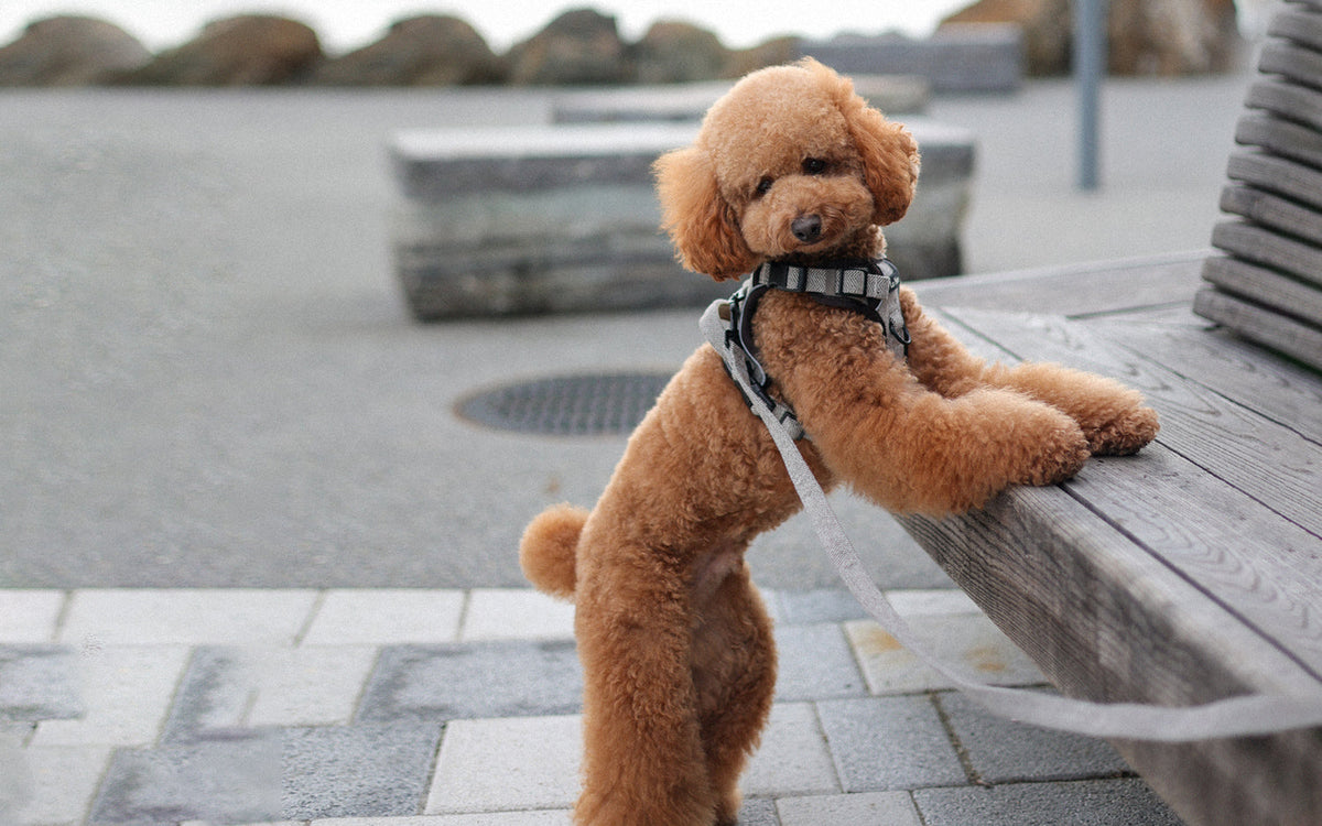 Outdoor Dog Mats