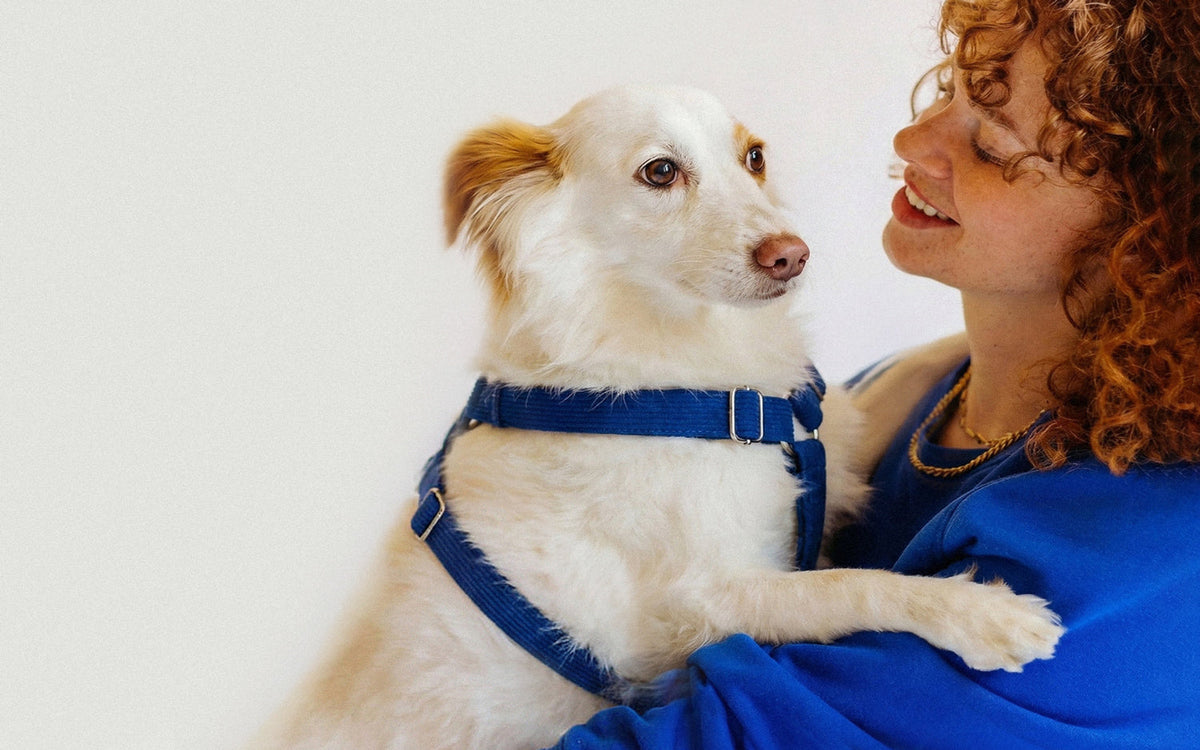 Dog Harnesses