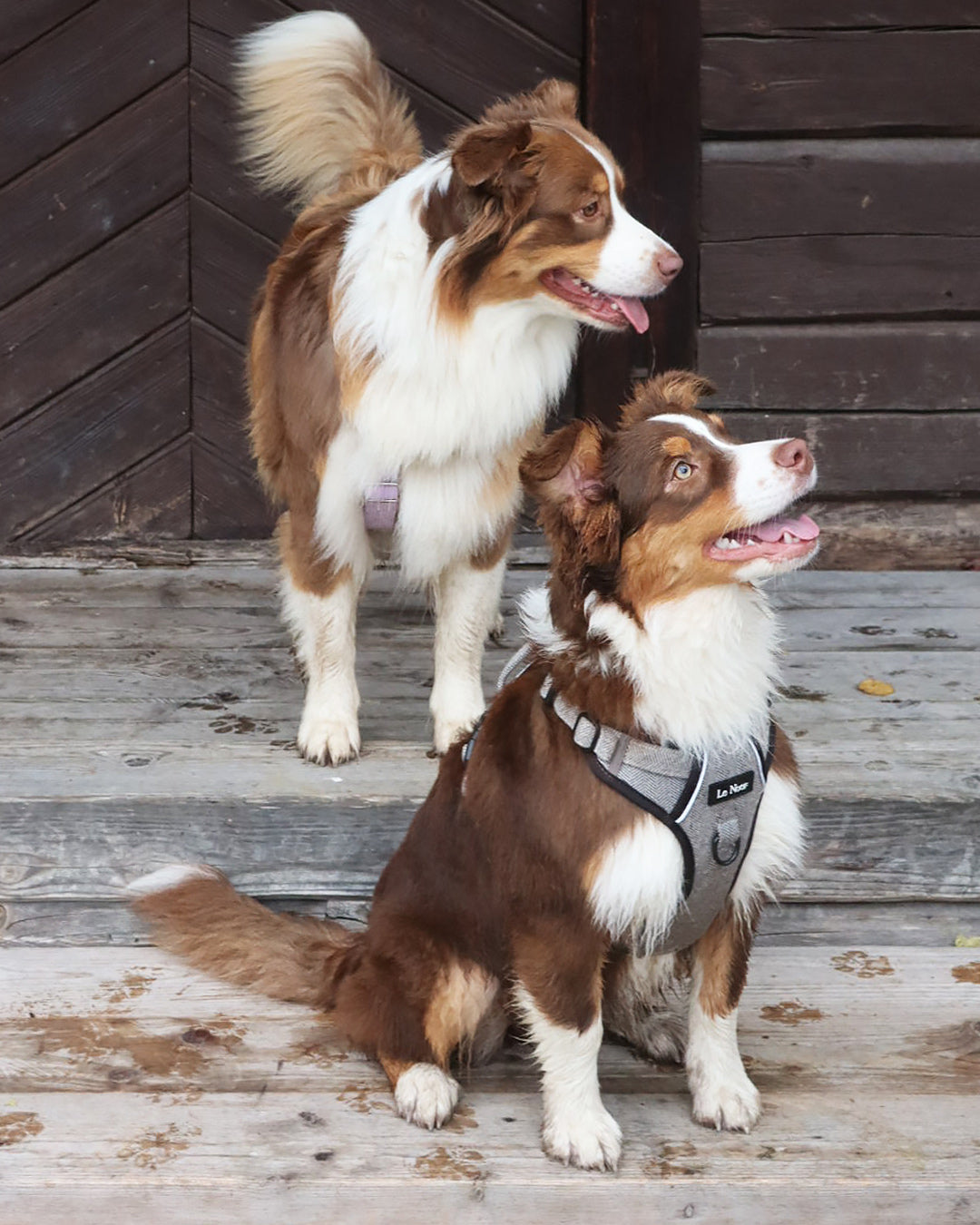 Brown herringbone dog harness, Le Noof
