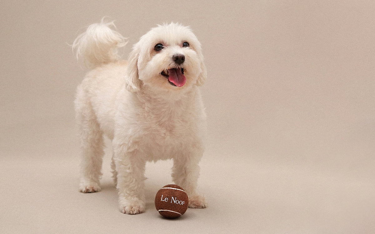 Dog Toys