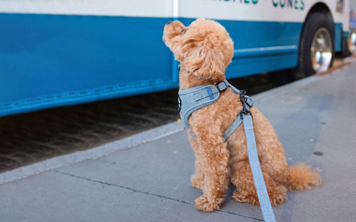 Dog Leashes