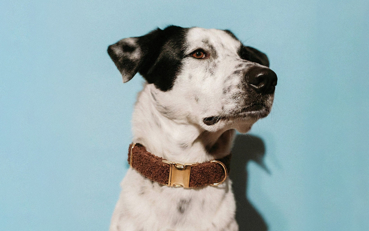 Dog Collars