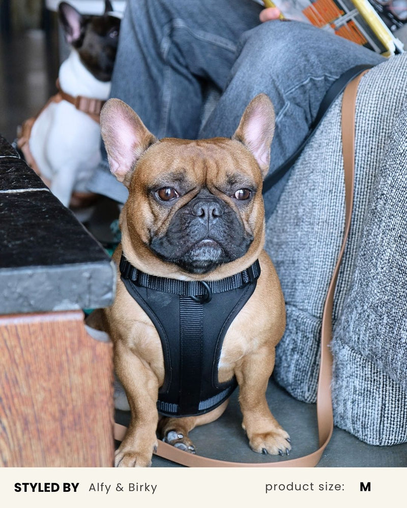 Black Adjustable No-Pull Dog Harness